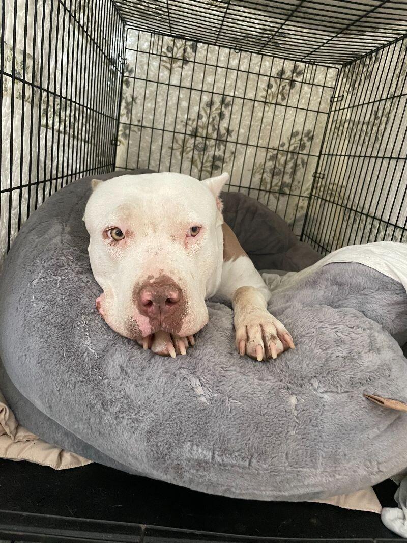 Enlarge Penelope, a Adoptable Pit Bull Terrier in Manhattan Beach, CA image 3/6