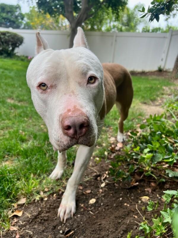 Enlarge Penelope, a Adoptable Pit Bull Terrier in Manhattan Beach, CA image 5/6