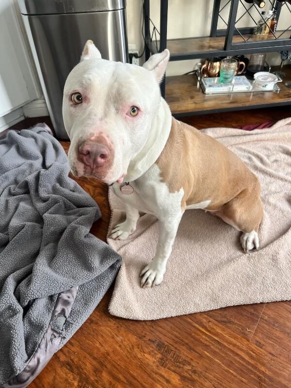 Enlarge Penelope, a Adoptable Pit Bull Terrier in Manhattan Beach, CA image 6/6