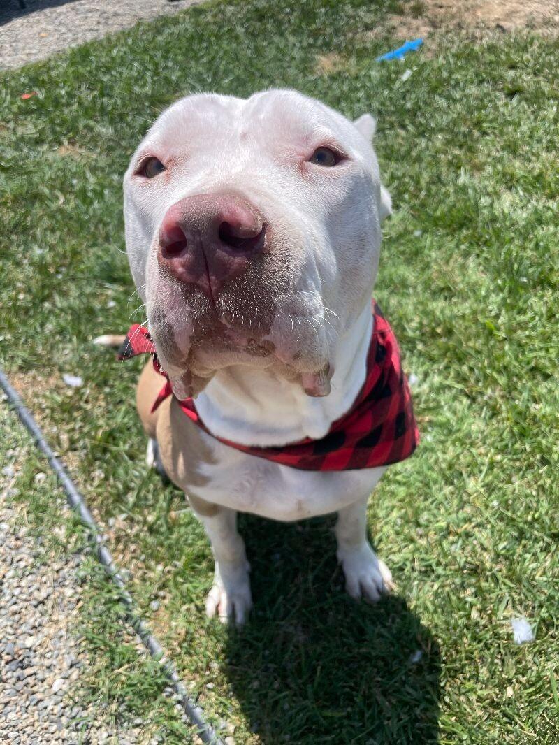 Enlarge Penelope, a Adoptable Pit Bull Terrier in Manhattan Beach, CA image 4/6