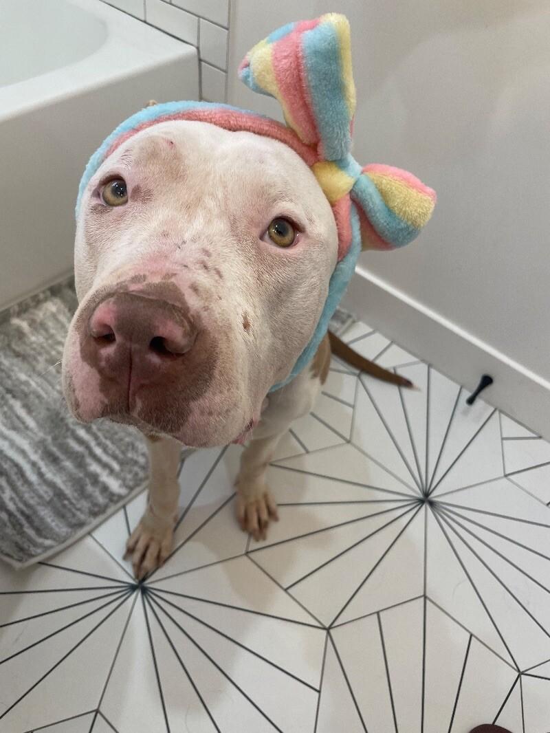Enlarge Penelope, a Adoptable Pit Bull Terrier in Manhattan Beach, CA image 5/6