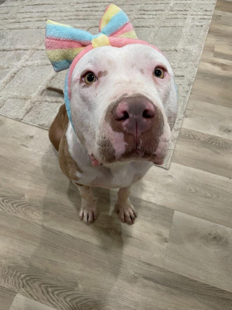 Enlarge Penelope, a Adoptable Pit Bull Terrier in Manhattan Beach, CA image 6/6