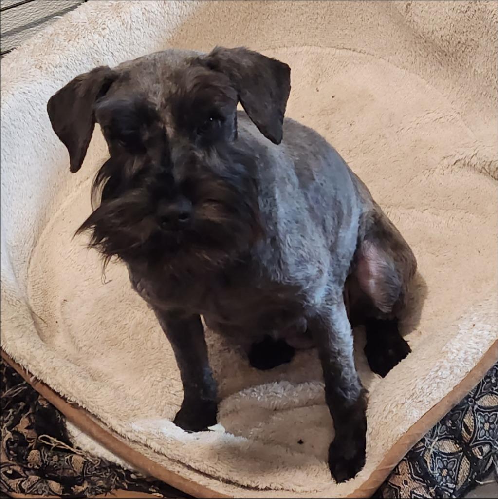 Enlarge Gracia, a Adoptable Schnauzer in Thompson Falls, MT image 1/1