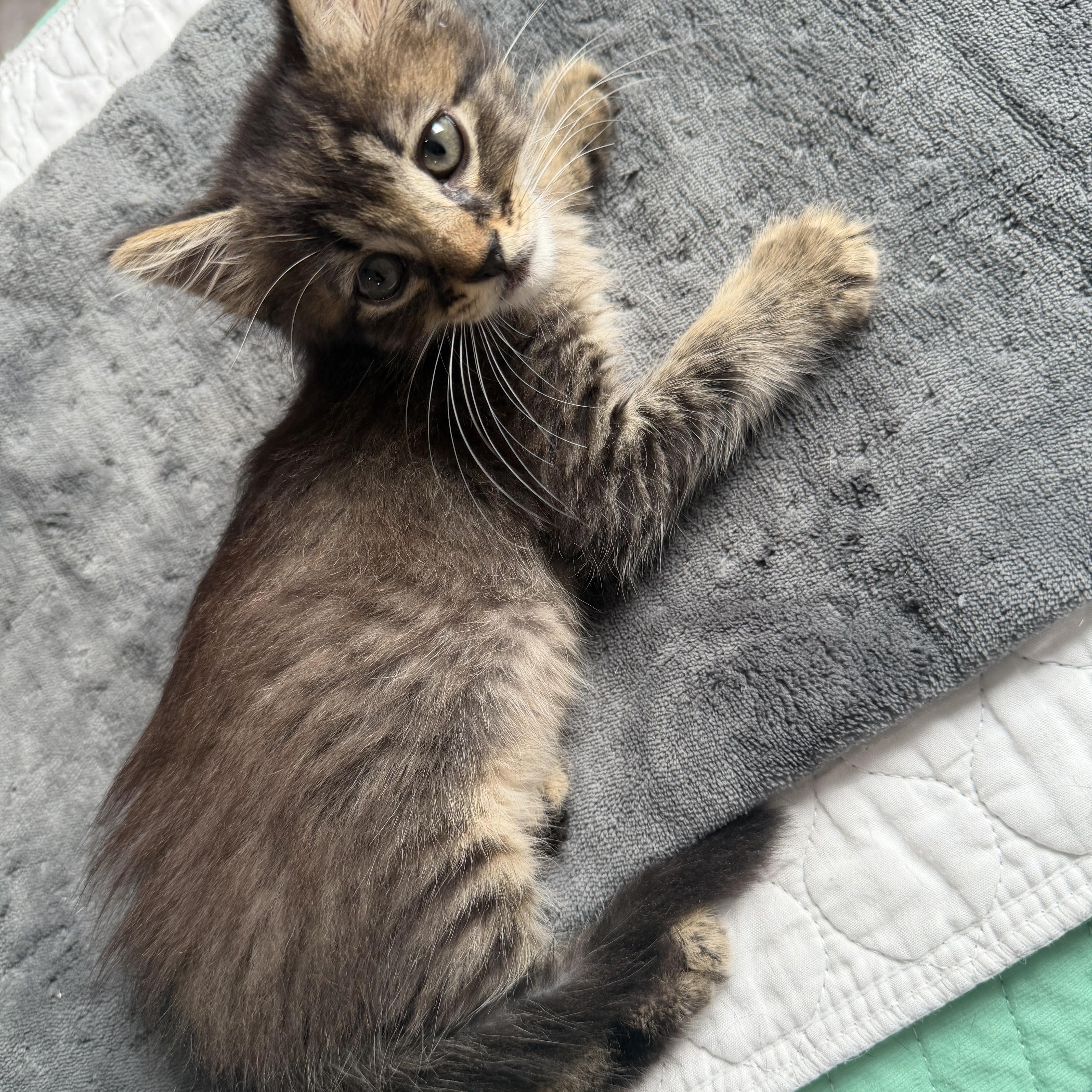 Figgy, a ADOPTABLE Domestic Medium Hair in Boston, MA image 3/6