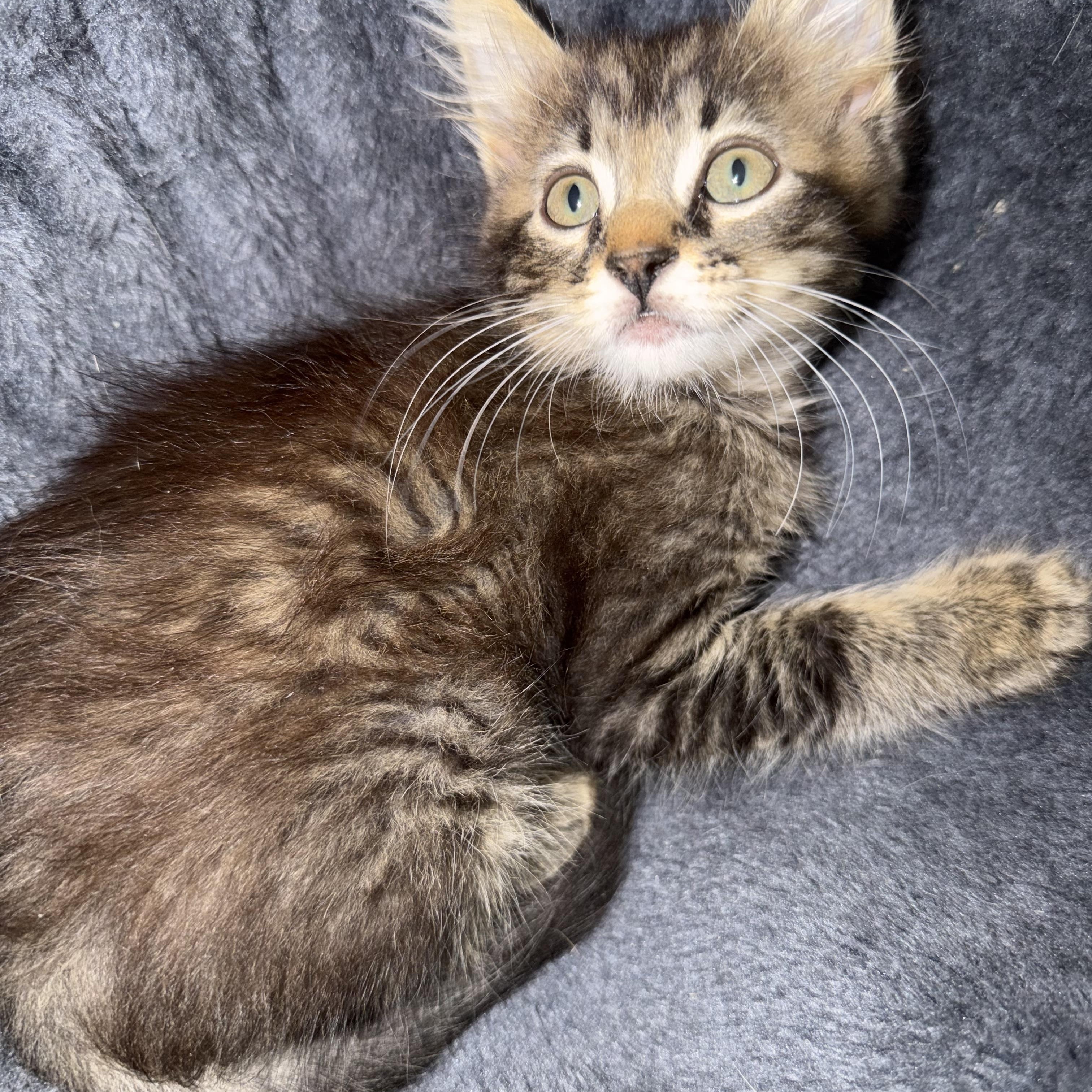 Figgy, a ADOPTABLE Domestic Medium Hair in Boston, MA image 2/6
