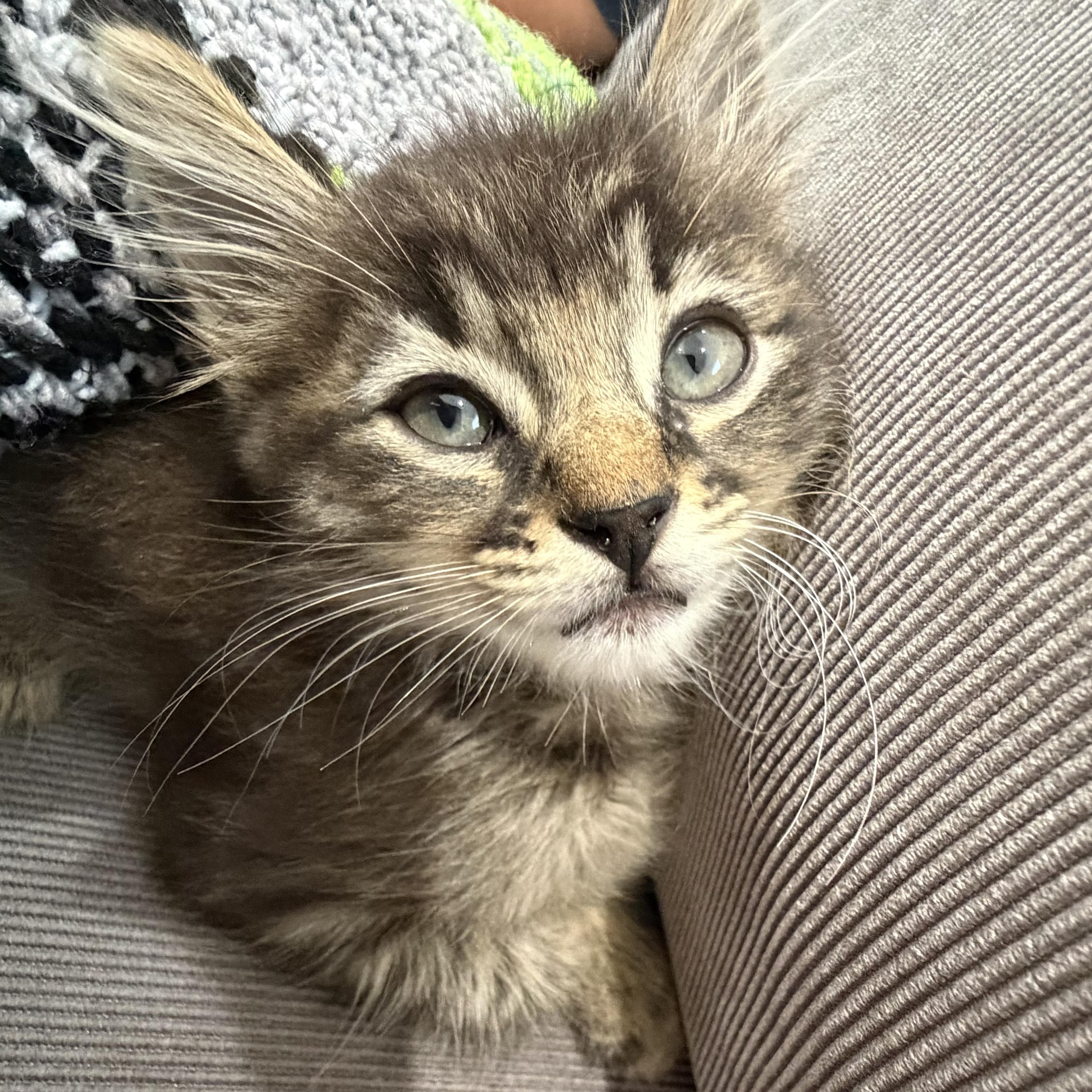 Figgy, a ADOPTABLE Domestic Medium Hair in Boston, MA image 1/6