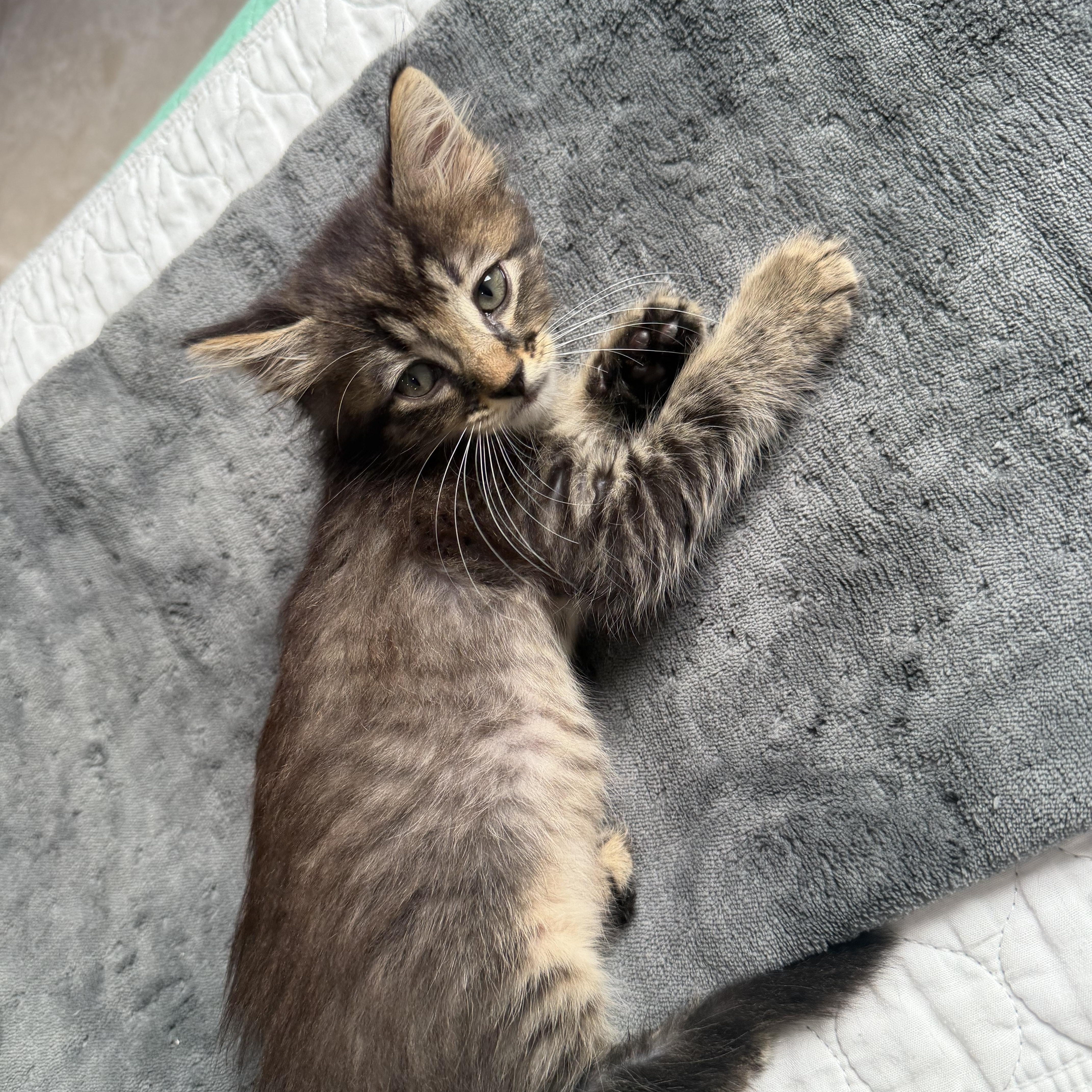 Figgy, a ADOPTABLE Domestic Medium Hair in Boston, MA image 4/6