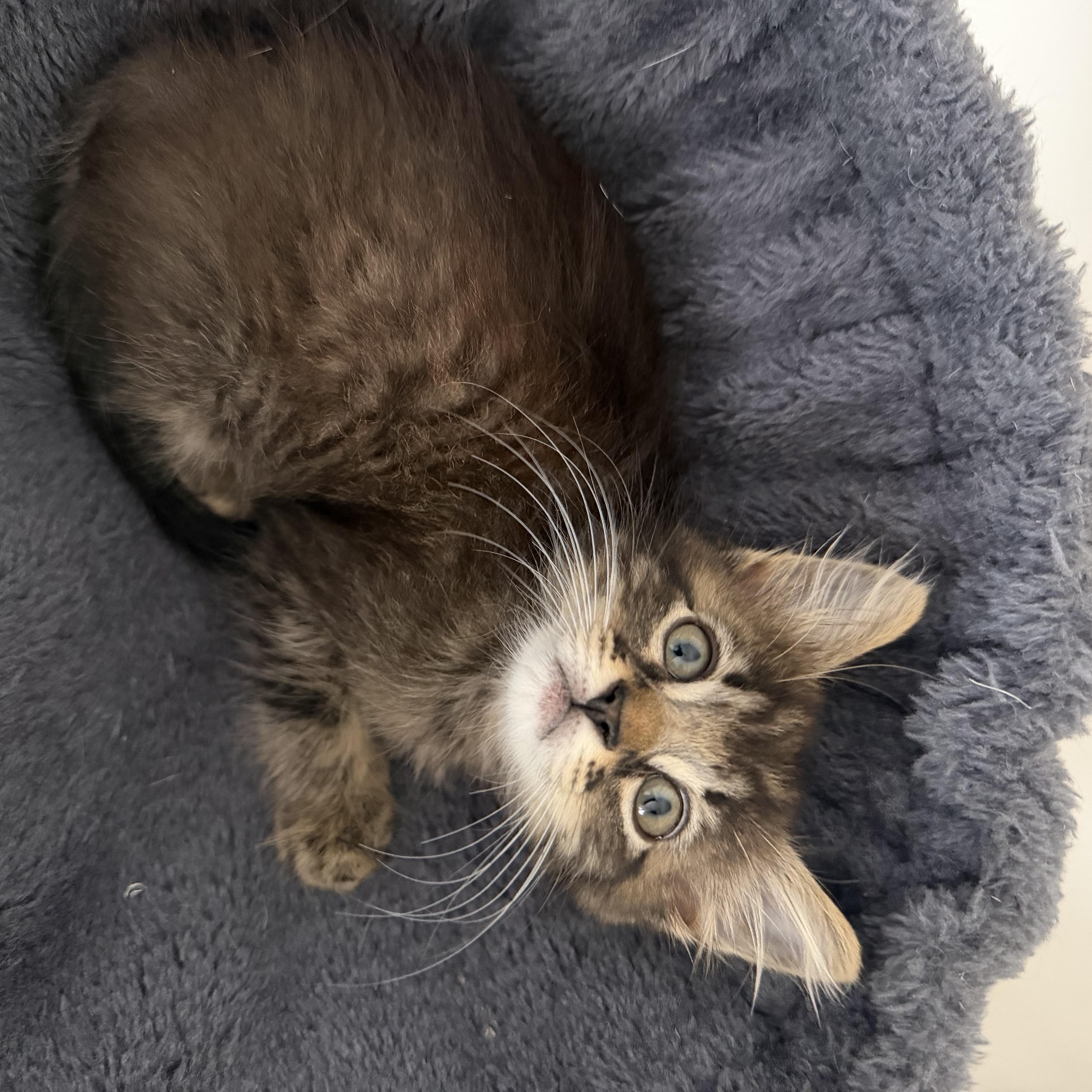 Figgy, a ADOPTABLE Domestic Medium Hair in Boston, MA image 5/6