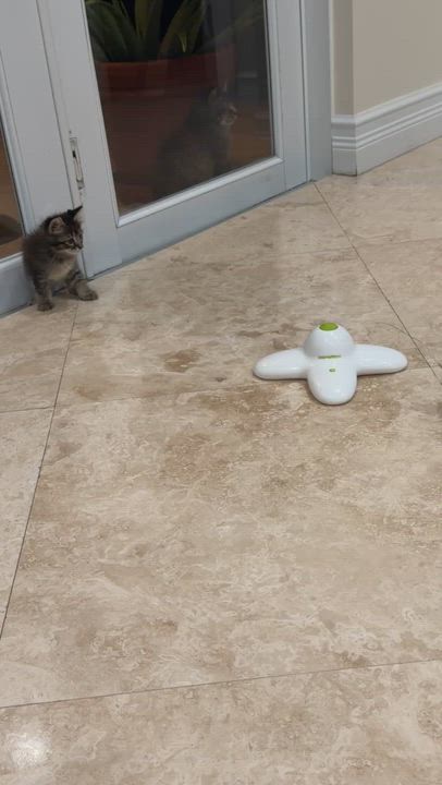 Enlarge Figgy, a ADOPTABLE Domestic Medium Hair in Boston, MA video 6/6