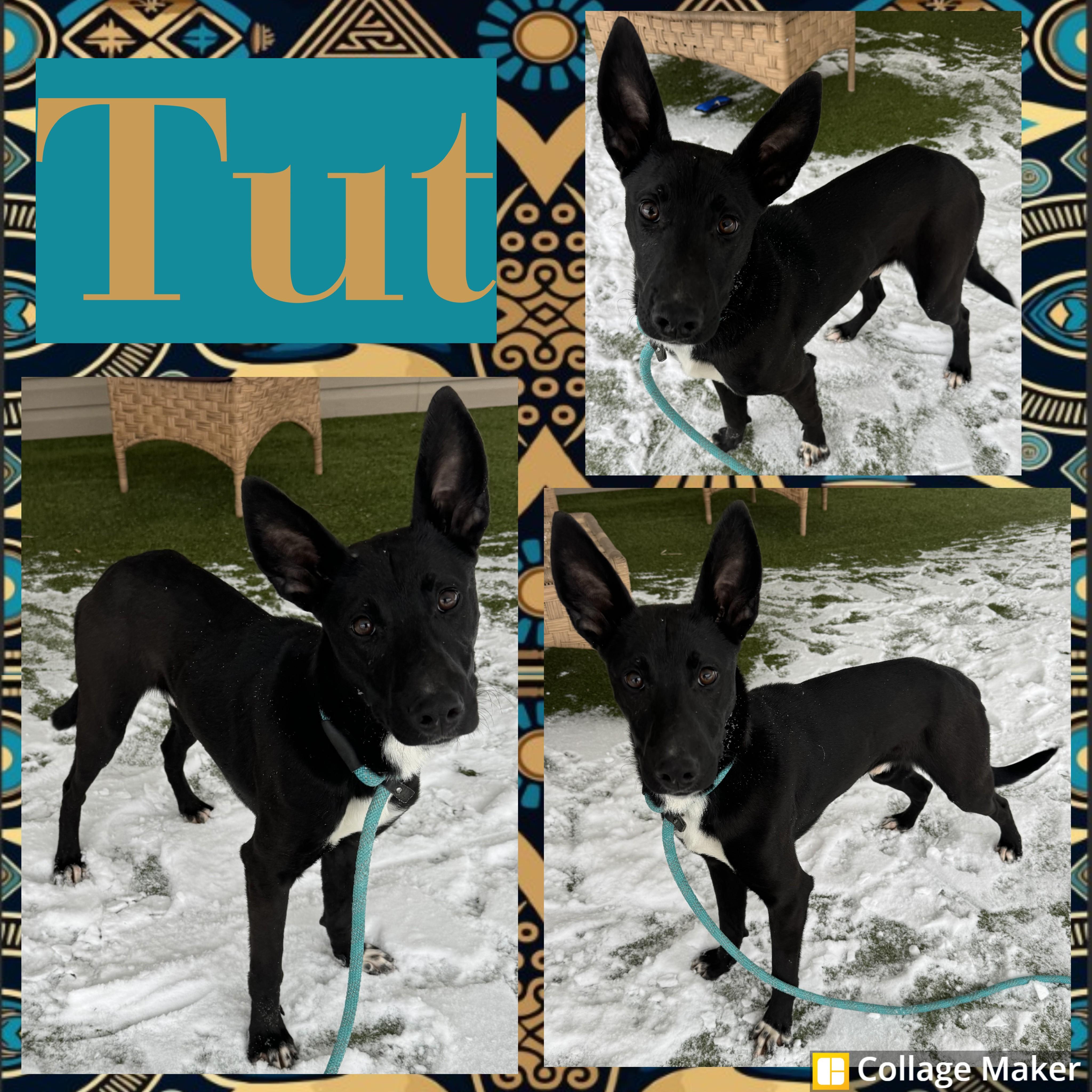 Tut, ADOPTABLE, Young Male German Shepherd Dog.