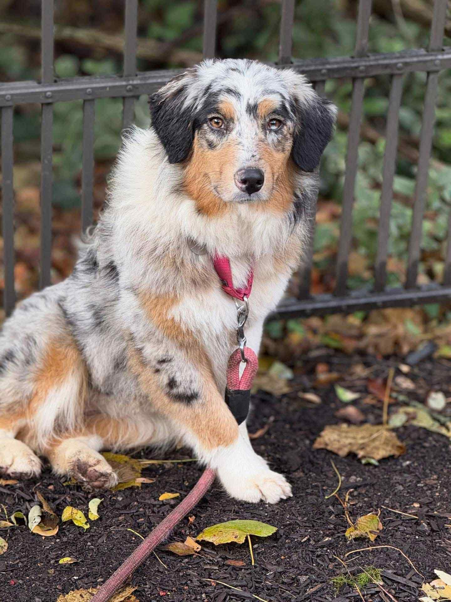 London, Adoptable, Adult Female Australian Shepherd.
