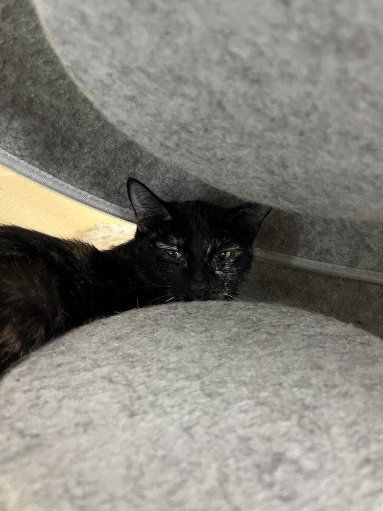 Hazel, Adoptable, Adult Female Domestic Short Hair.