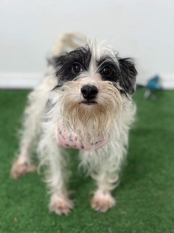 Ambar, an adoptable Schnoodle, Havanese in Santa Ana, CA, 92701 | Photo Image 1