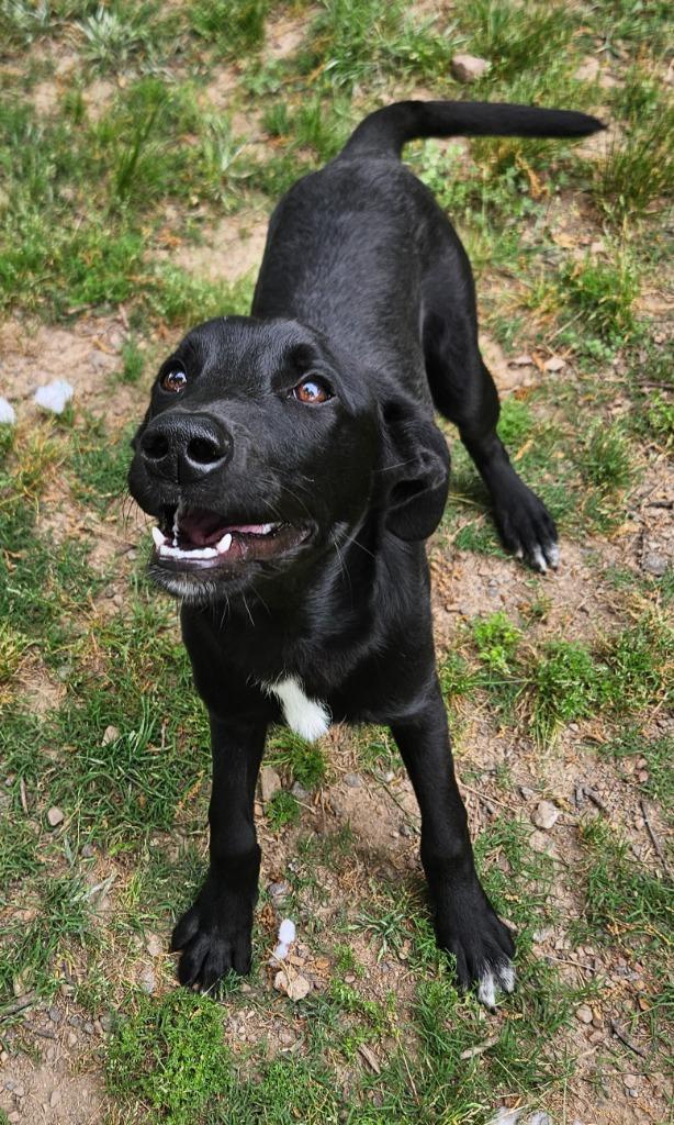 Enlarge Dizzy AKA Buddha, a Adopted mixed breed in Sherwood, AR image 2/6