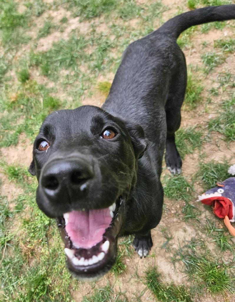 Enlarge Dizzy AKA Buddha, a Adopted mixed breed in Sherwood, AR image 3/6