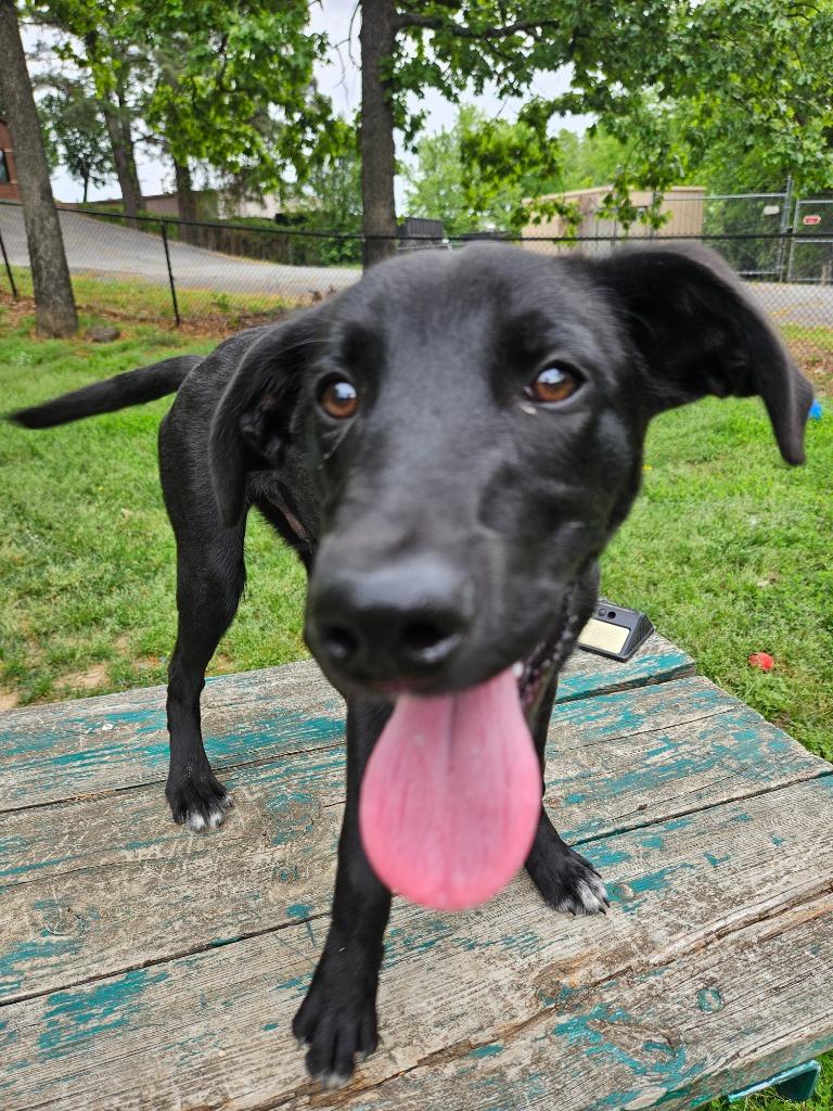 Enlarge Dizzy AKA Buddha, a Adopted mixed breed in Sherwood, AR image 4/6