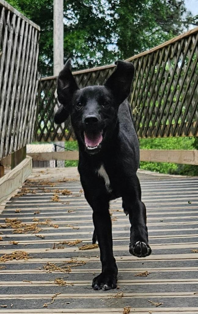 Enlarge Dizzy AKA Buddha, a Adopted mixed breed in Sherwood, AR image 5/6
