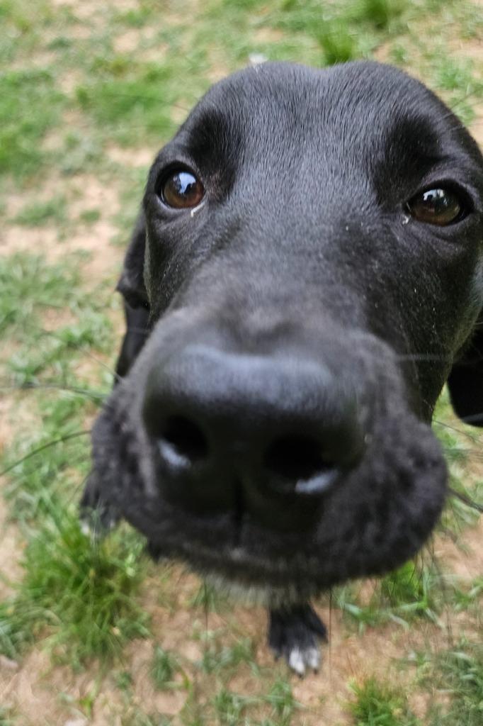 Enlarge Dizzy AKA Buddha, a Adopted mixed breed in Sherwood, AR image 6/6