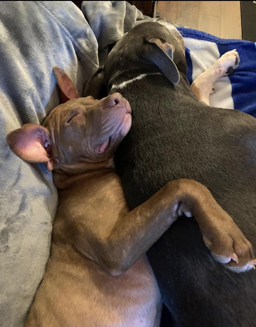 Louie, a ADOPTABLE Pit Bull Terrier in Philadelphia, PA image 4/6