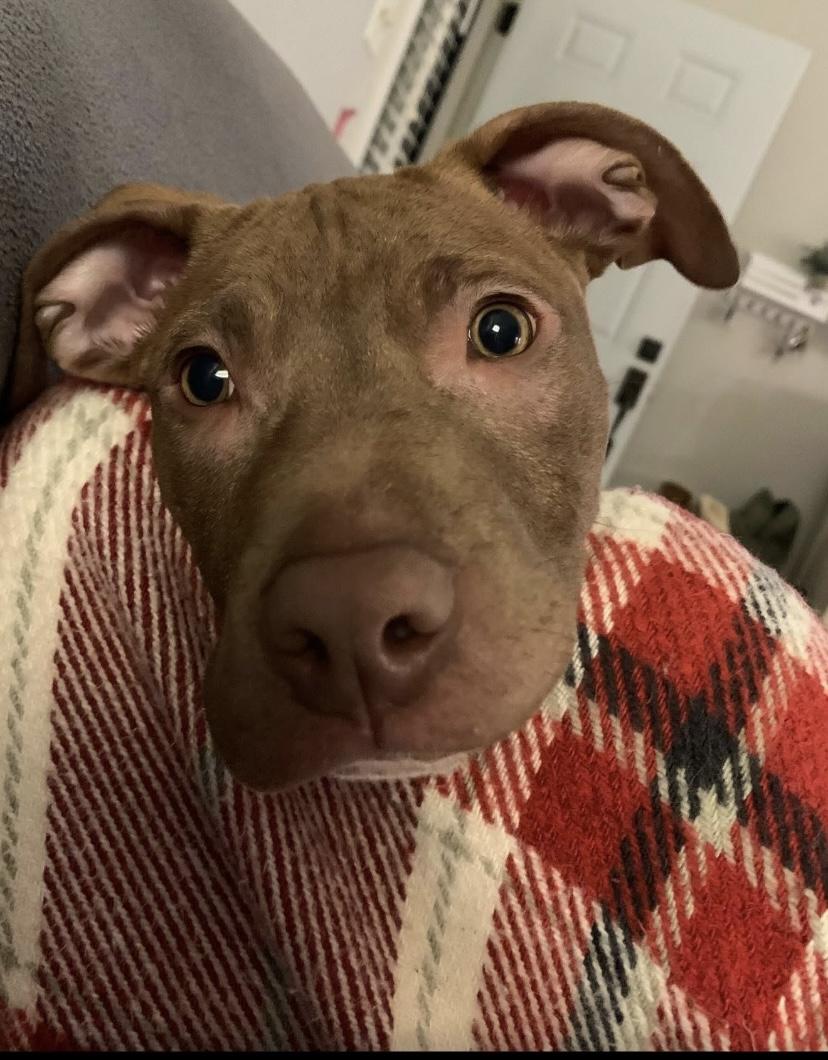 Louie, a ADOPTABLE Pit Bull Terrier in Philadelphia, PA image 3/6