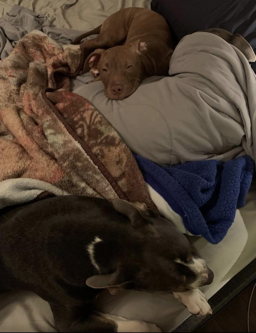 Louie, a ADOPTABLE Pit Bull Terrier in Philadelphia, PA image 5/6