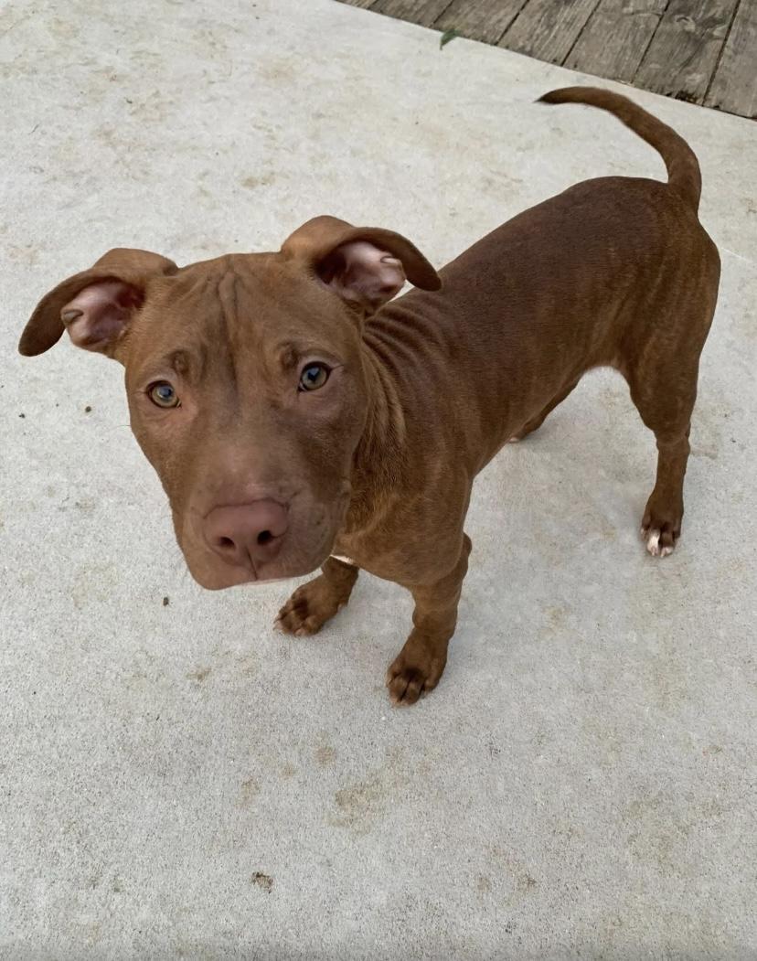Louie, a ADOPTABLE Pit Bull Terrier in Philadelphia, PA image 1/6