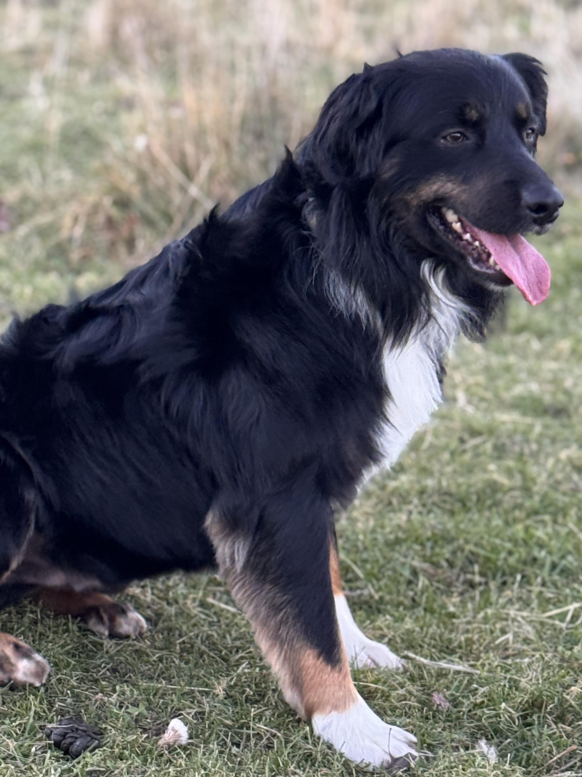 Koda, a ADOPTABLE Australian Shepherd in Elk River, MN image 2/2