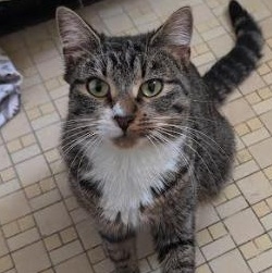 Sabrina, ADOPTABLE, Adult Female Domestic Short Hair.