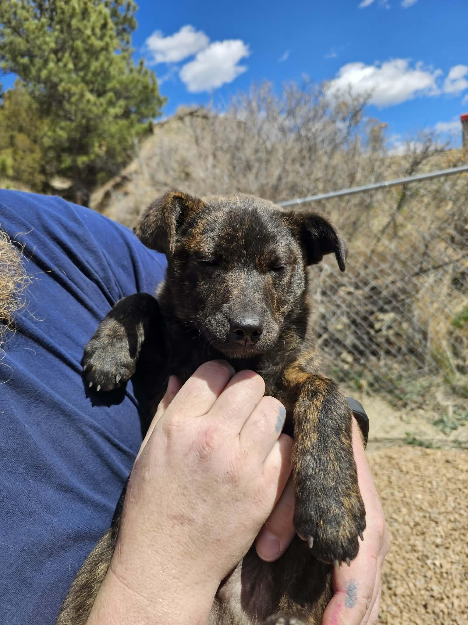 Enlarge Wookie, a ADOPTABLE mixed breed in Newcastle, WY image 2/2