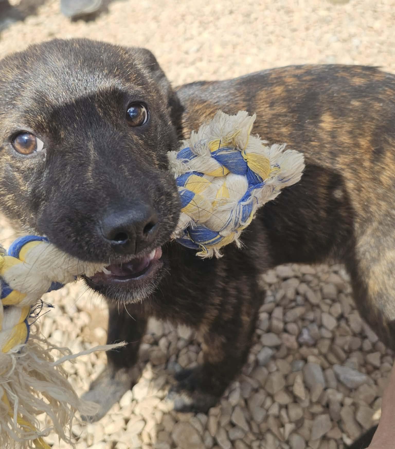 Wookie, ADOPTABLE, Puppy Male Labrador Retriever.