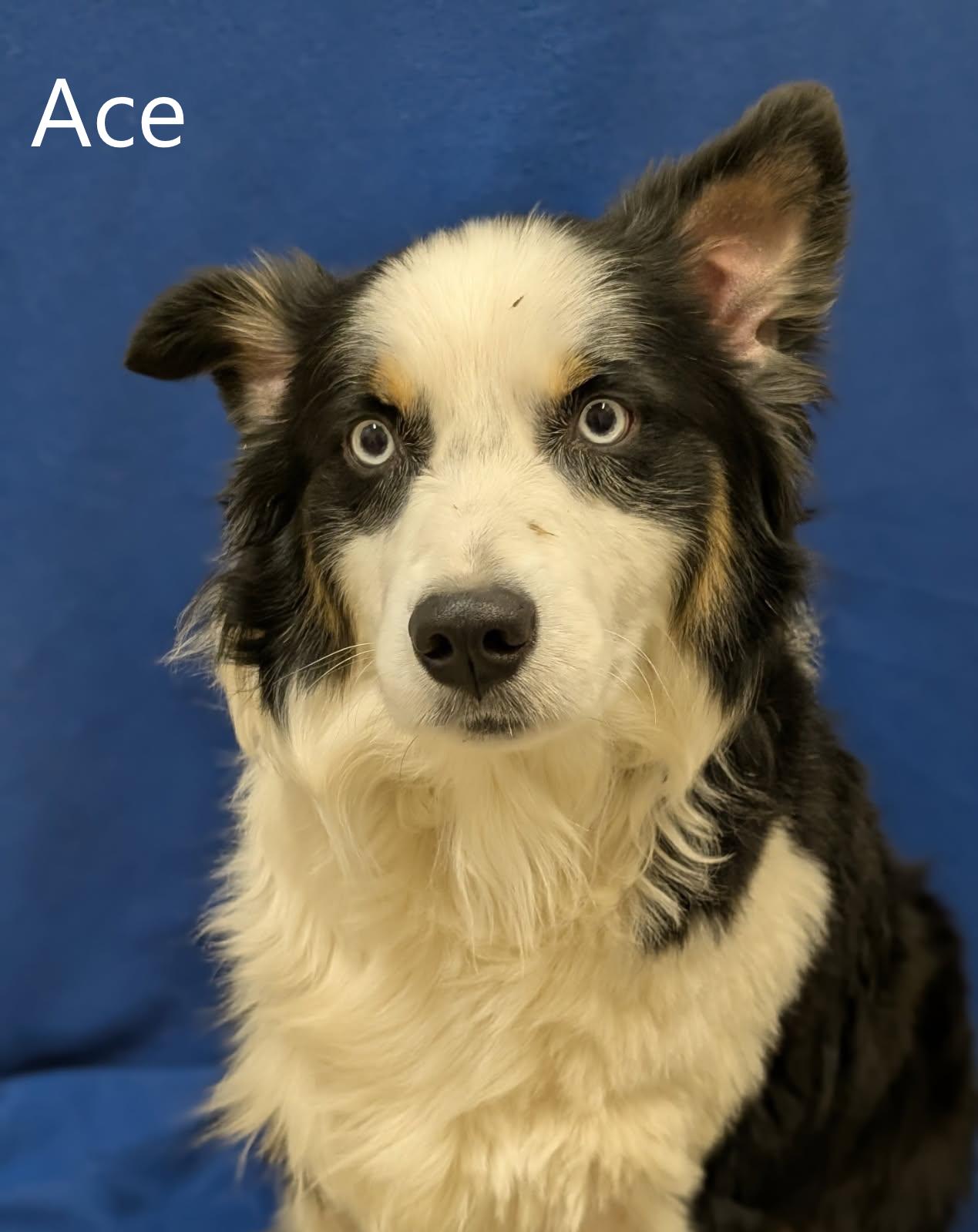 Enlarge Ace, a ADOPTABLE mixed breed in Mount Vernon, OH image 1/2