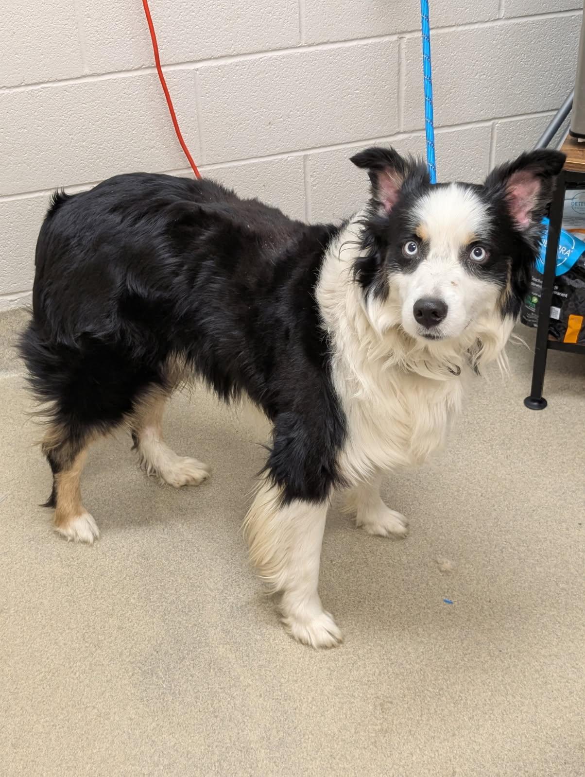 Enlarge Ace, a ADOPTABLE mixed breed in Mount Vernon, OH image 2/2