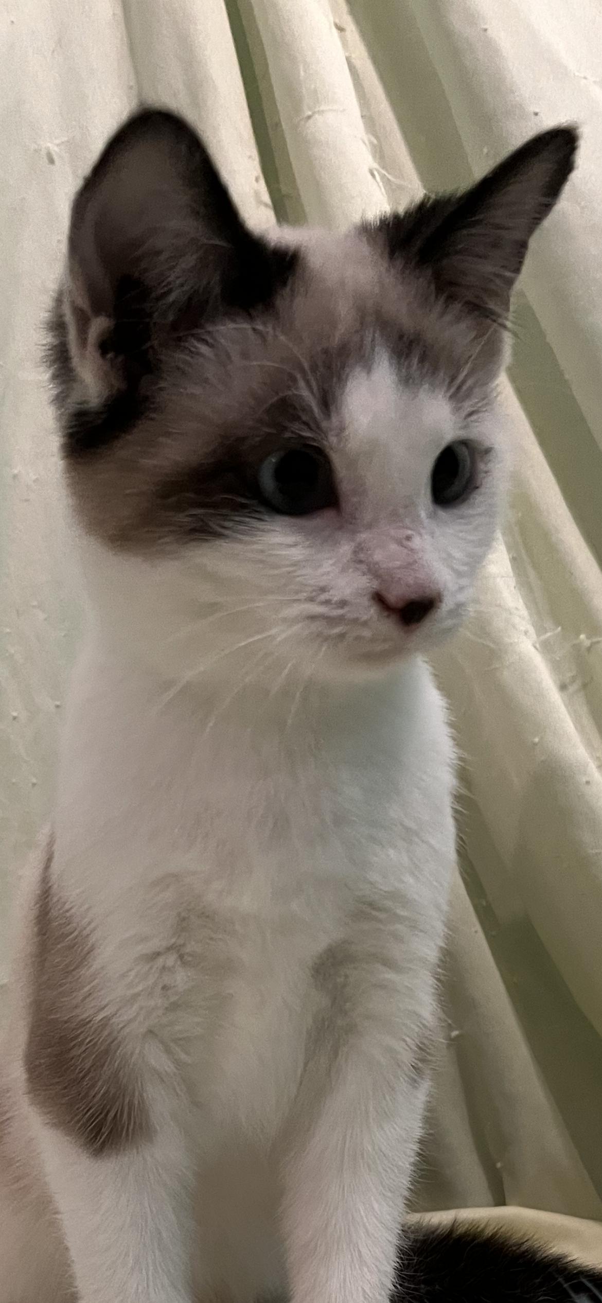 Van, adopted, Kitten Male Siamese.