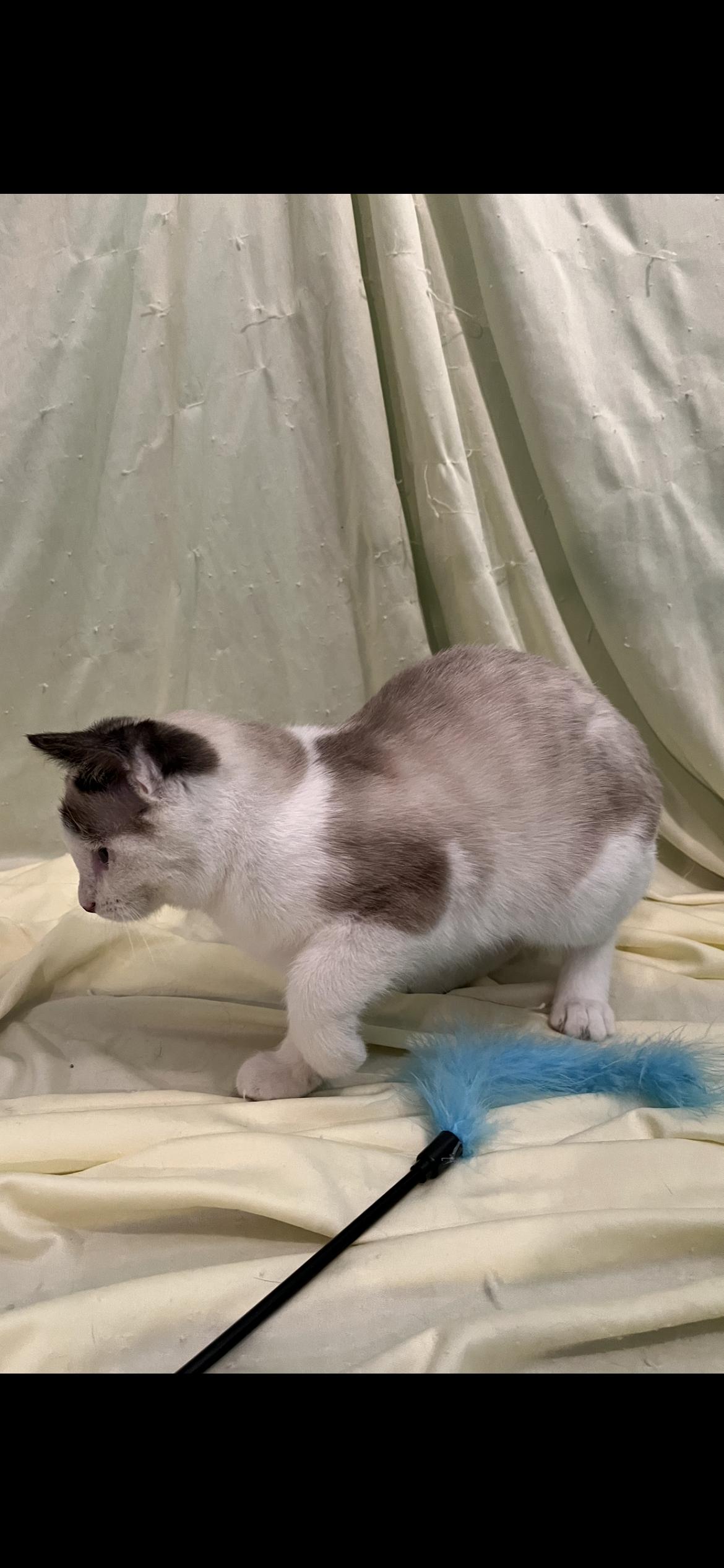 Van, an adopted mixed breed in Connelly Springs, NC image 2/7