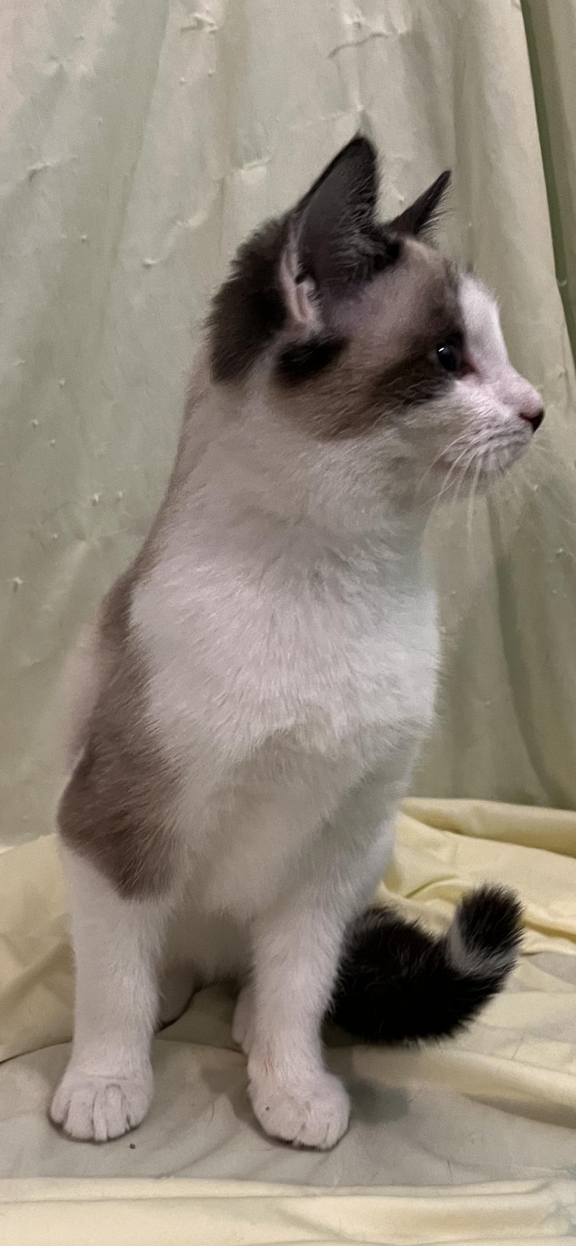 Van, an adopted mixed breed in Connelly Springs, NC image 4/7