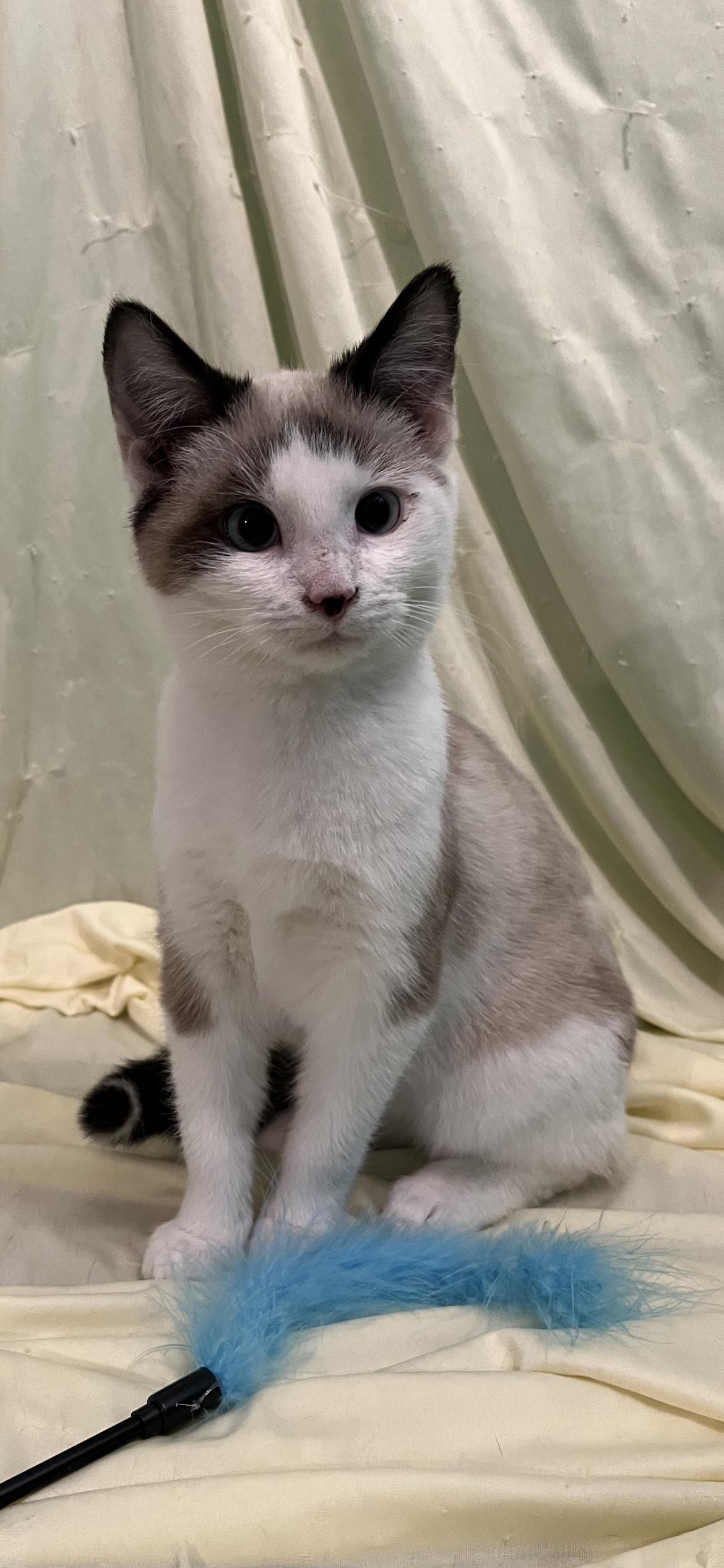 Van, an adopted mixed breed in Connelly Springs, NC image 3/7