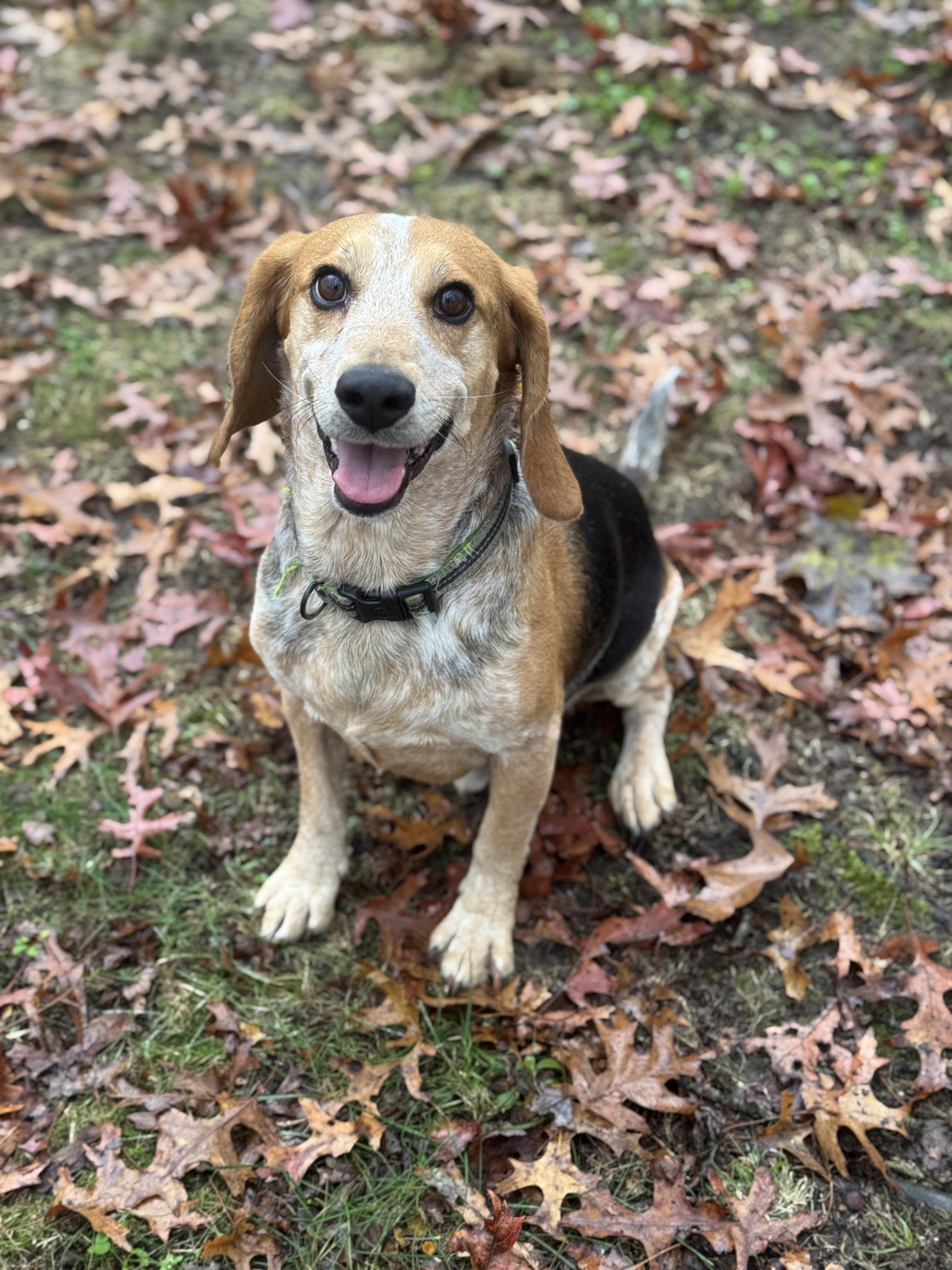 Enlarge Bruce, a Adopted Beagle in South Kingstown, RI image 1/1