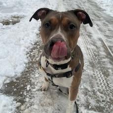 Enlarge Divine, a Adoptable Mixed Breed in Philadelphia, PA image 1/6