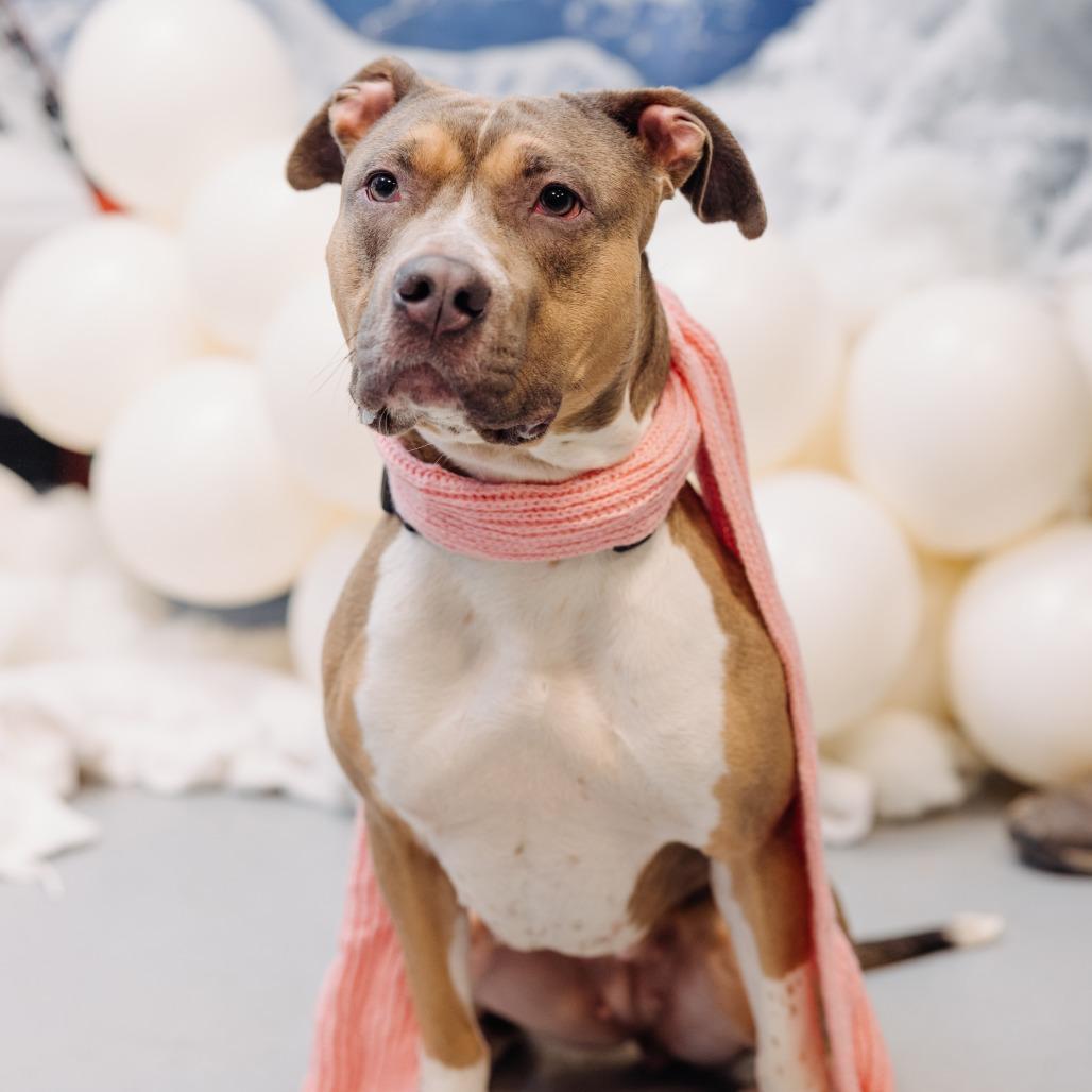 Enlarge Divine, a Adoptable Mixed Breed in Philadelphia, PA image 2/6