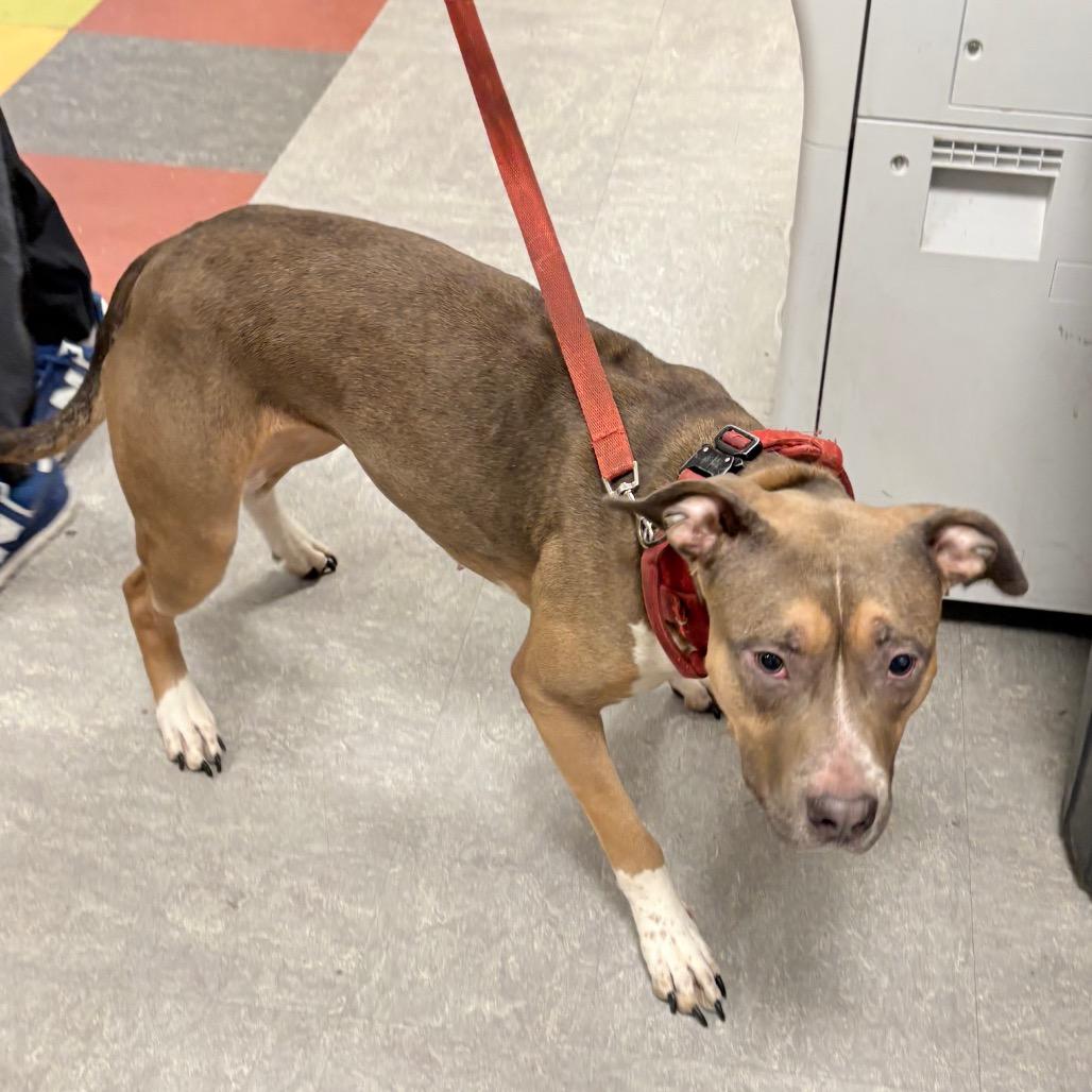 Enlarge Divine, a Adoptable Mixed Breed in Philadelphia, PA image 3/6