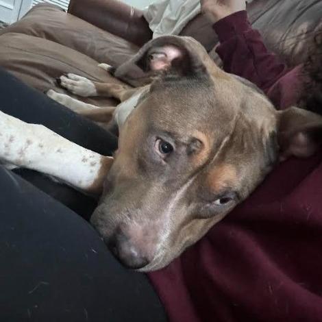 Enlarge Divine, a Adoptable Mixed Breed in Philadelphia, PA image 4/6