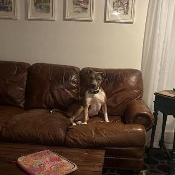 Divine, a Adoptable Mixed Breed in Philadelphia, PA image 5/6