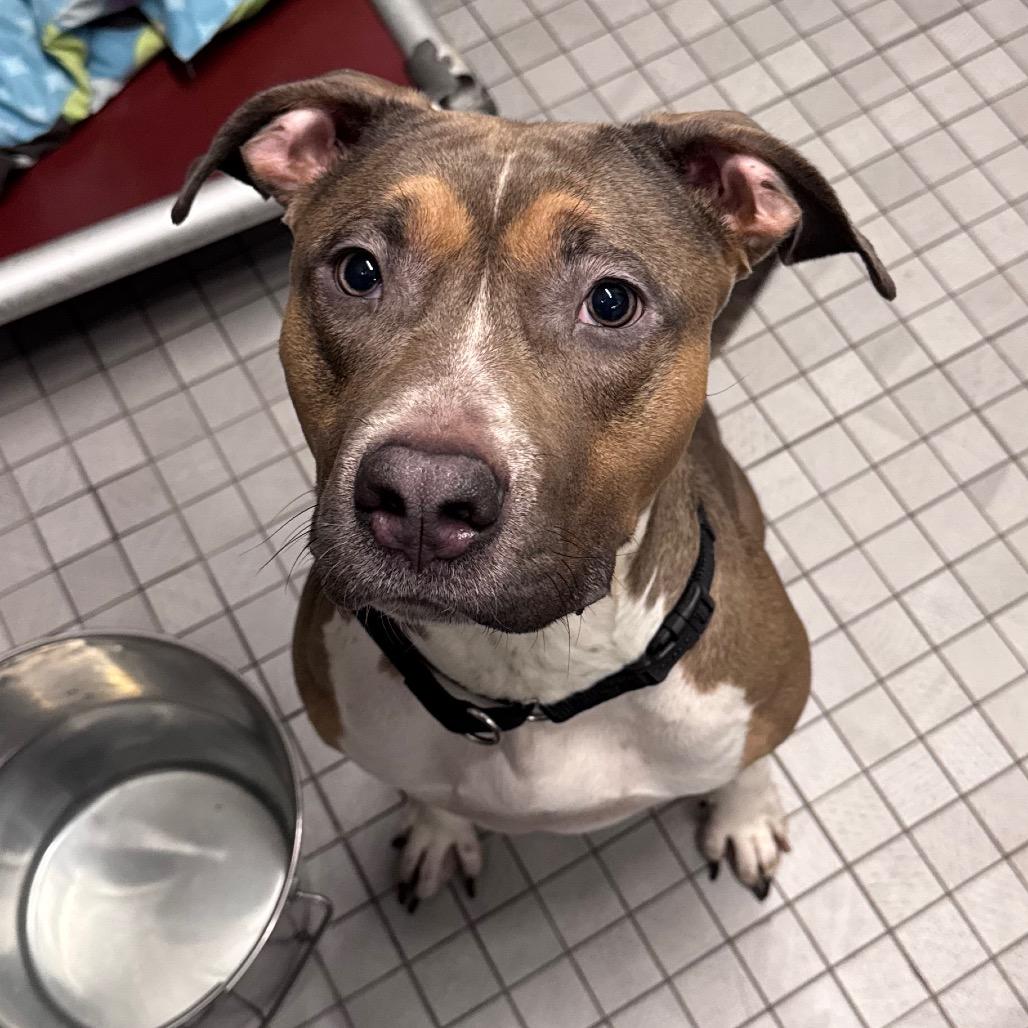 Enlarge Divine, a Adoptable Mixed Breed in Philadelphia, PA image 6/6