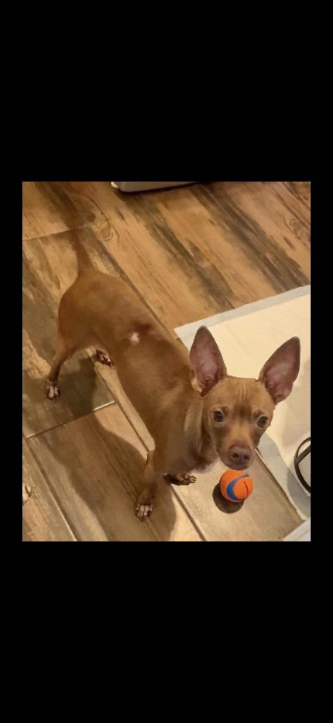 Choco
