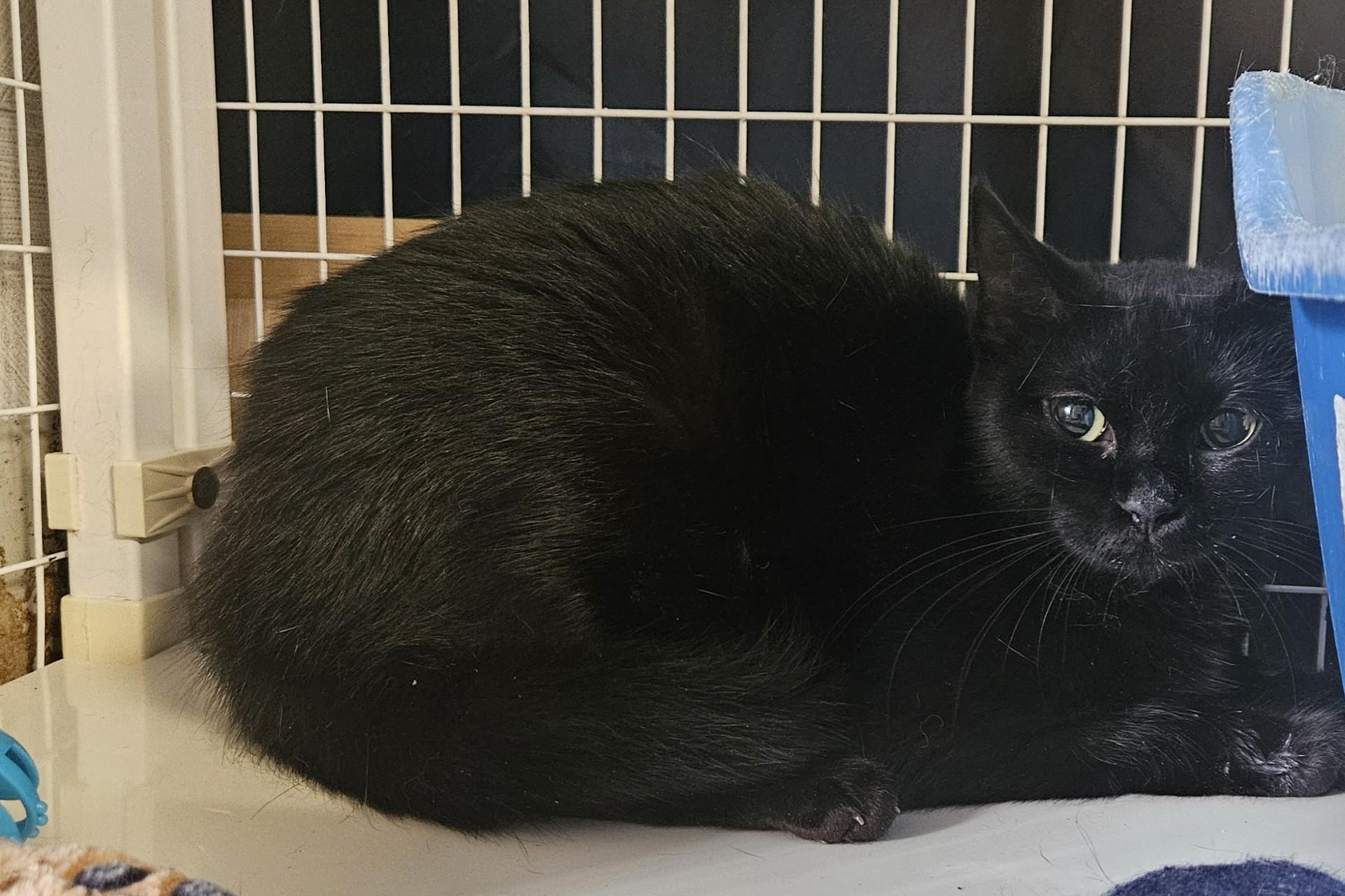 Treelo, ADOPTABLE, Adult Female Domestic Short Hair.