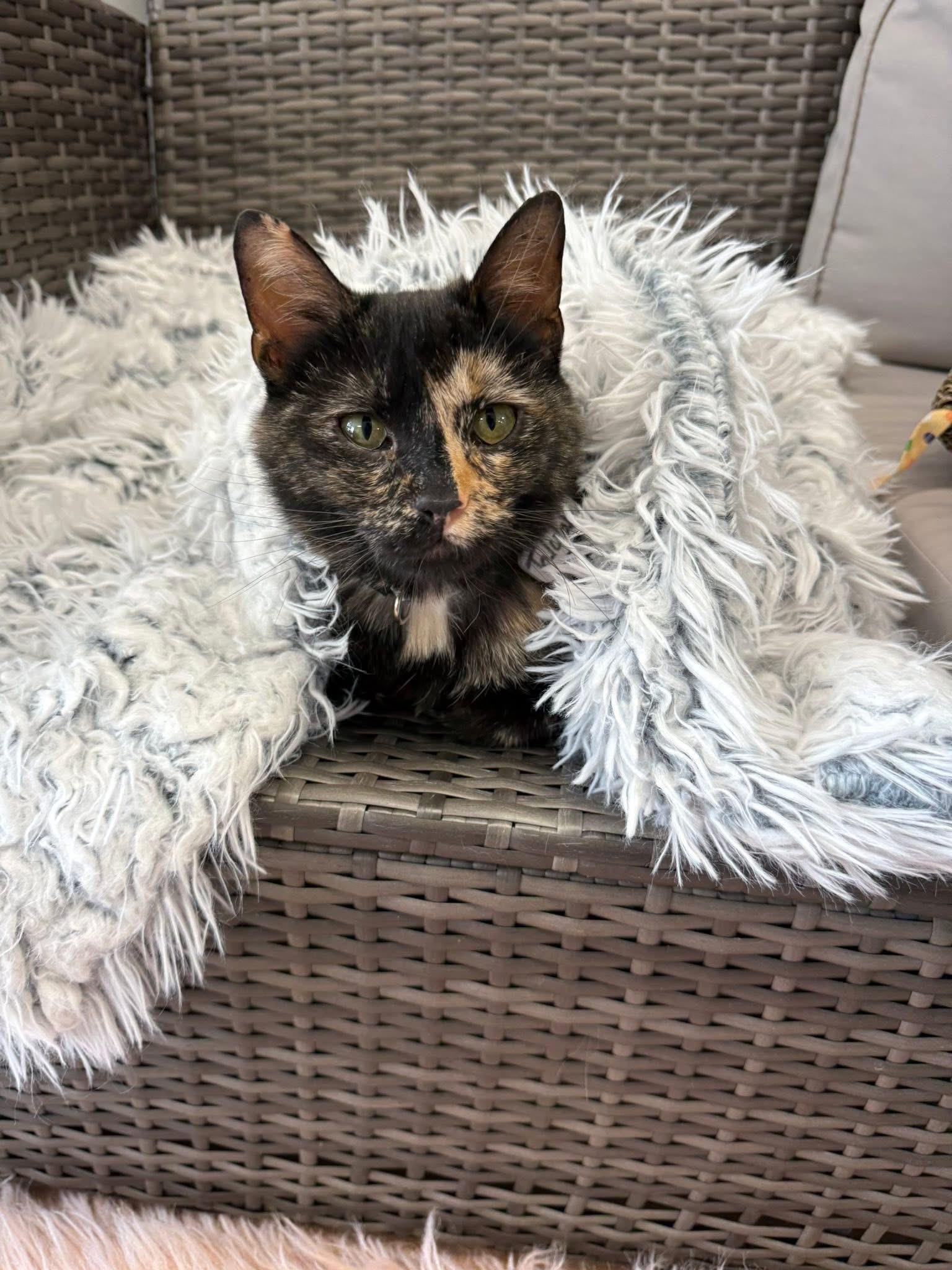 Talulah