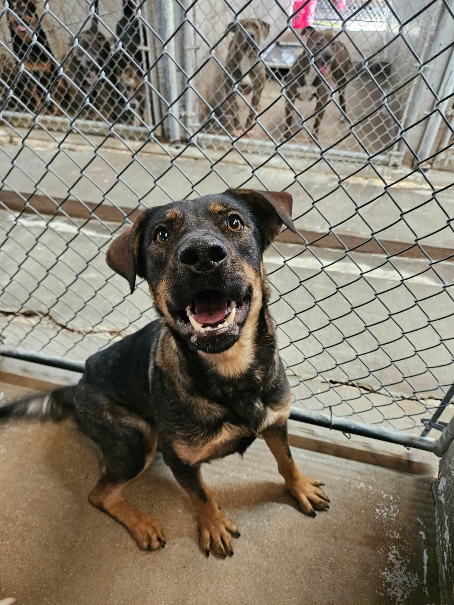 Enlarge Miley, a Adoptable Shepherd in El Centro, CA image 1/2
