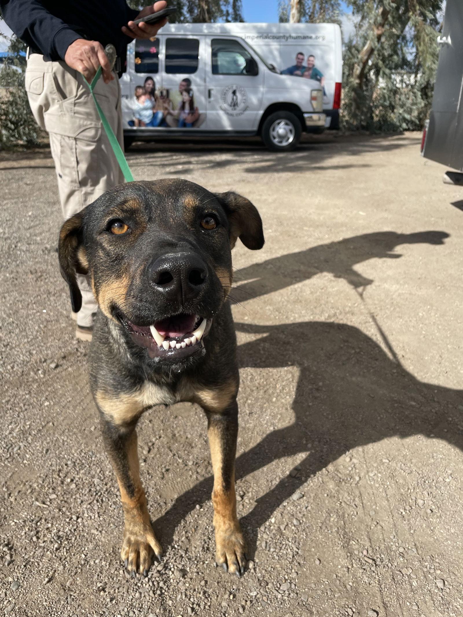 Enlarge Miley, a Adoptable Shepherd in El Centro, CA image 2/2