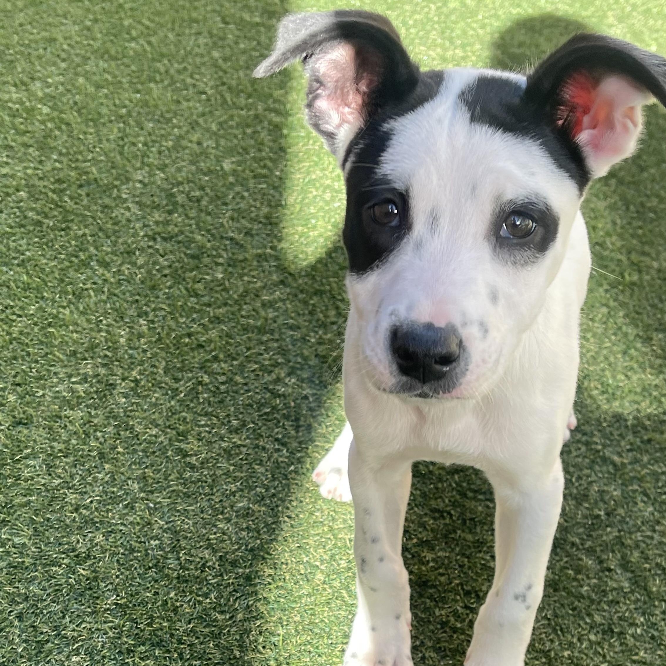 Violin — thumbnail 2