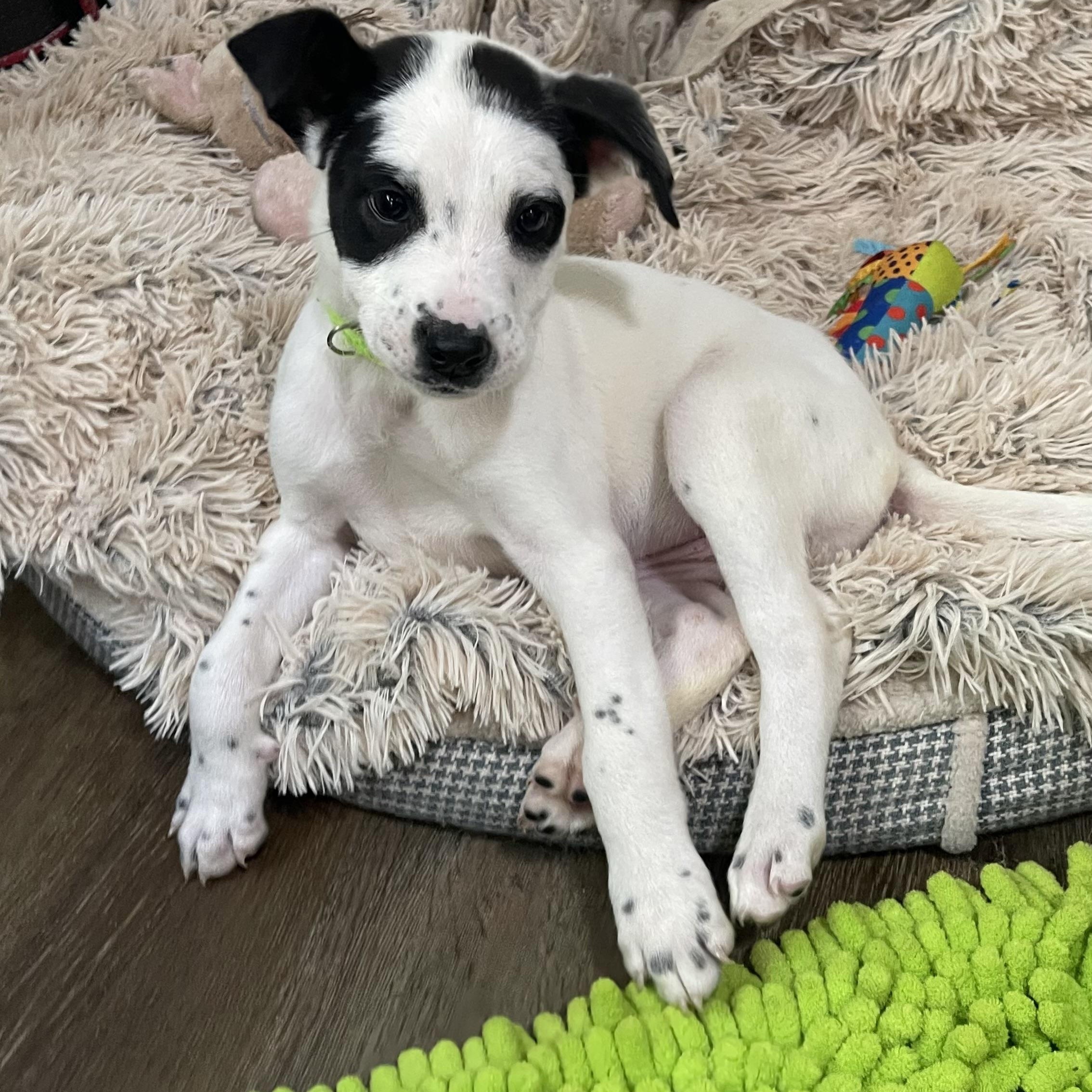 Violin — thumbnail 3